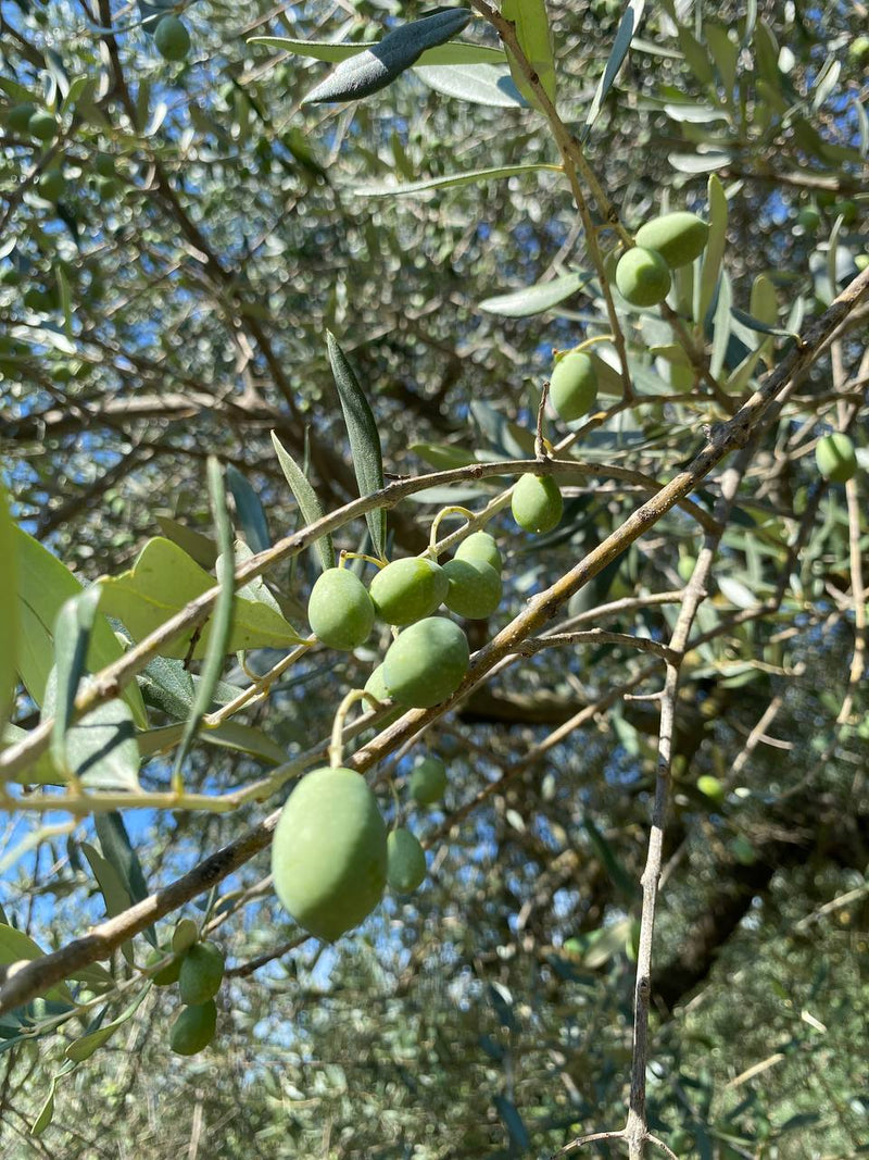 La Nostra Terra